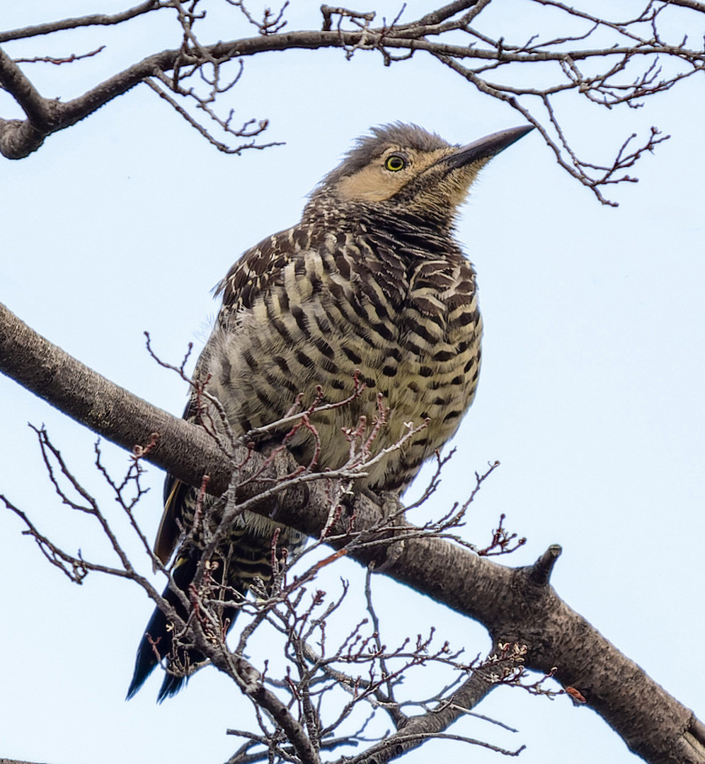 image Chilean Flicker